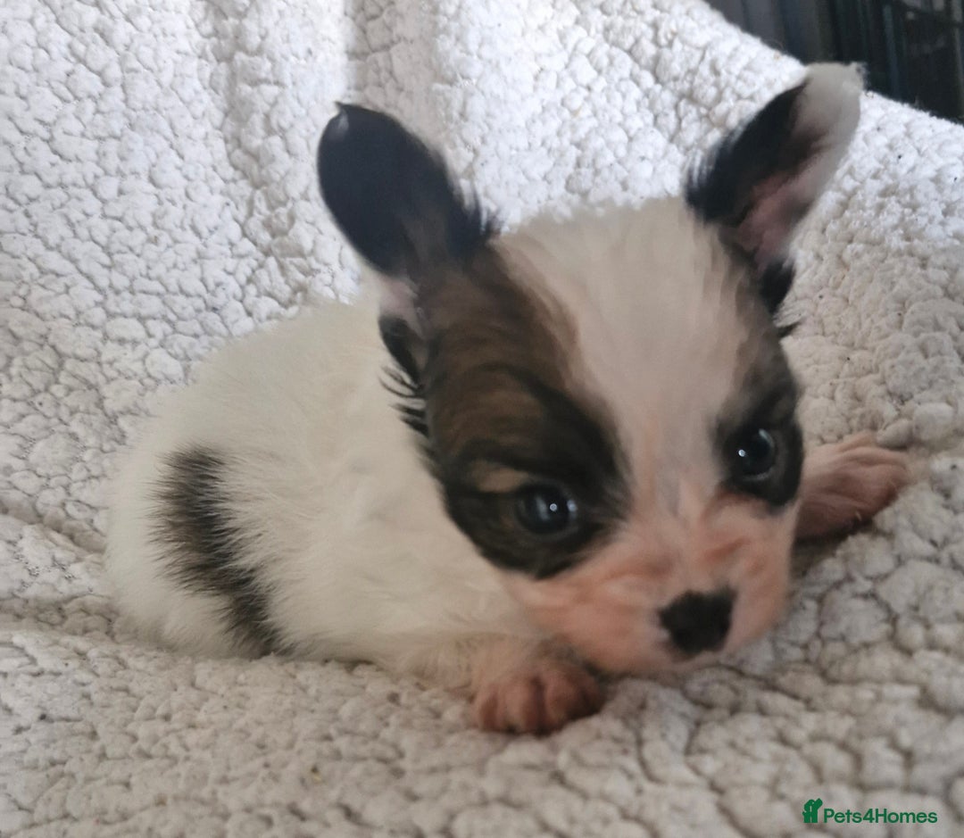Papillon dogs for sale: KC Papillon. DNA health tested.  - Image 11