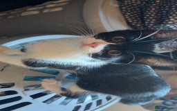 Mixed Breed cats for sale: 4 beautiful female kittens avaliable  - Advert 4