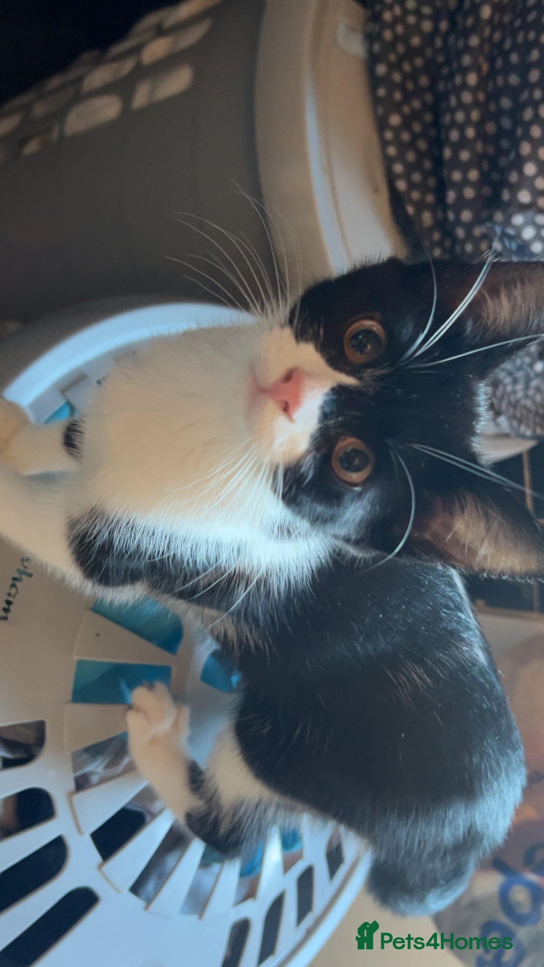 Mixed Breed cats for sale: 4 beautiful female kittens avaliable  - Advert 4