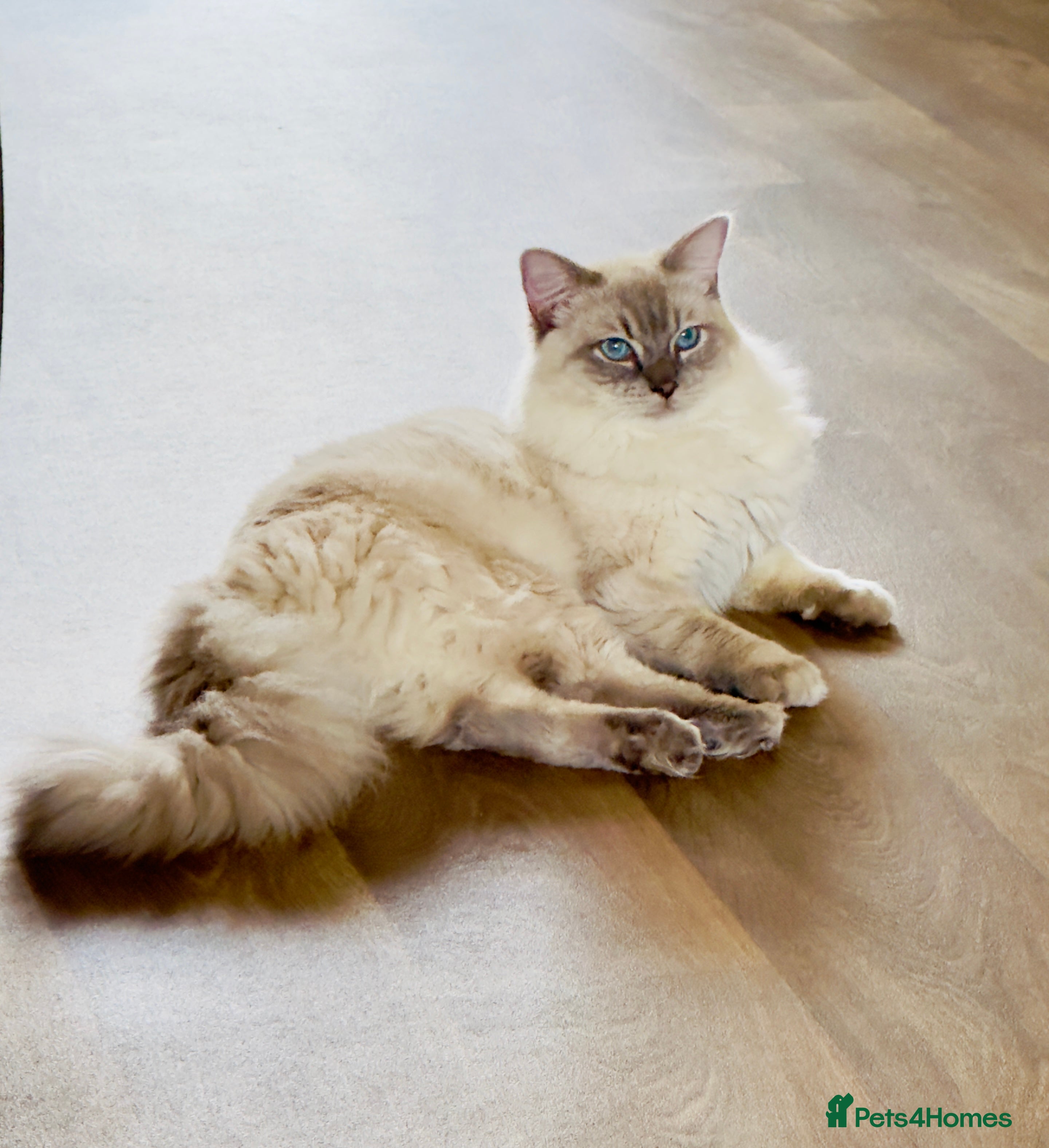 Ragdoll cats Ragdoll Blue lynx available for stud services  in Cardigan - Advert 20