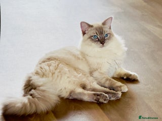 Ragdoll cats in Cardigan - Advert 15