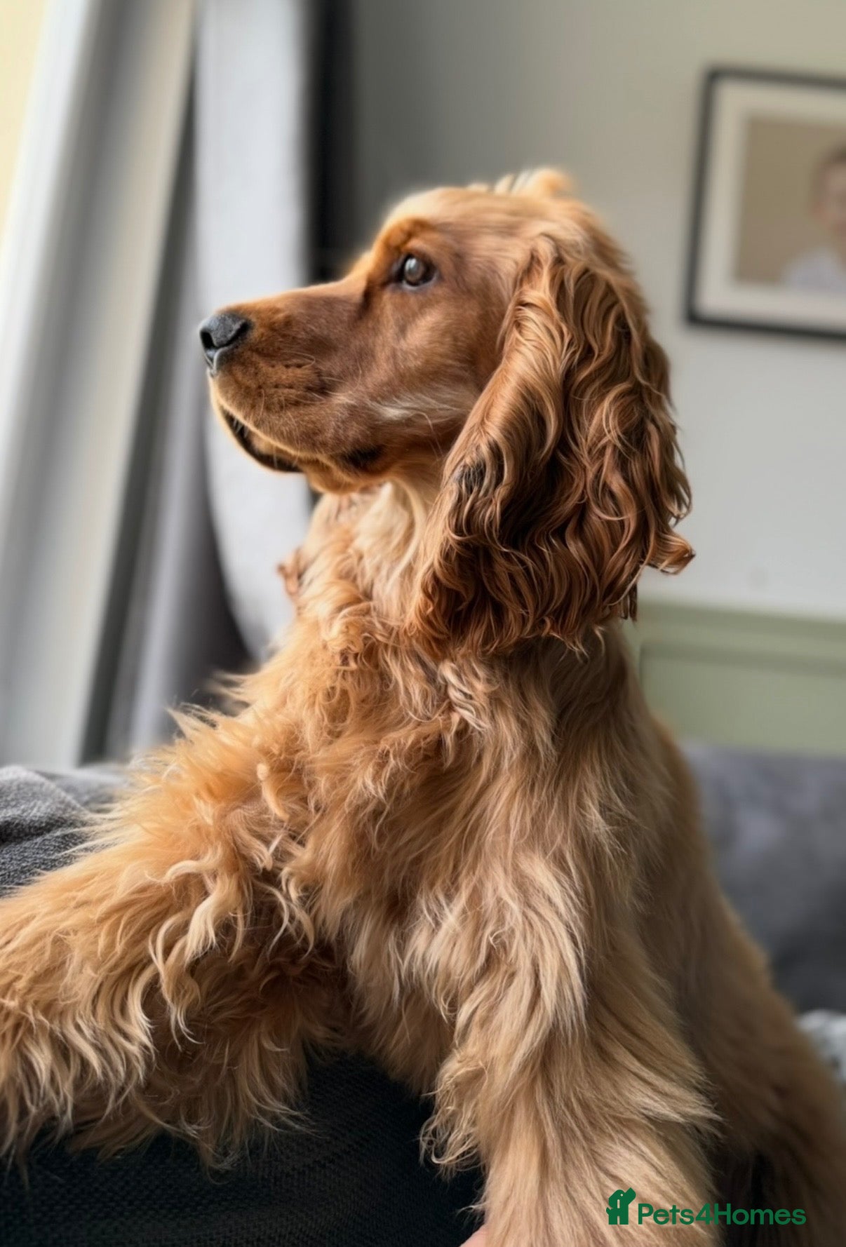 Cocker Spaniel dogs Show cocker spaniel stud - Advert 1