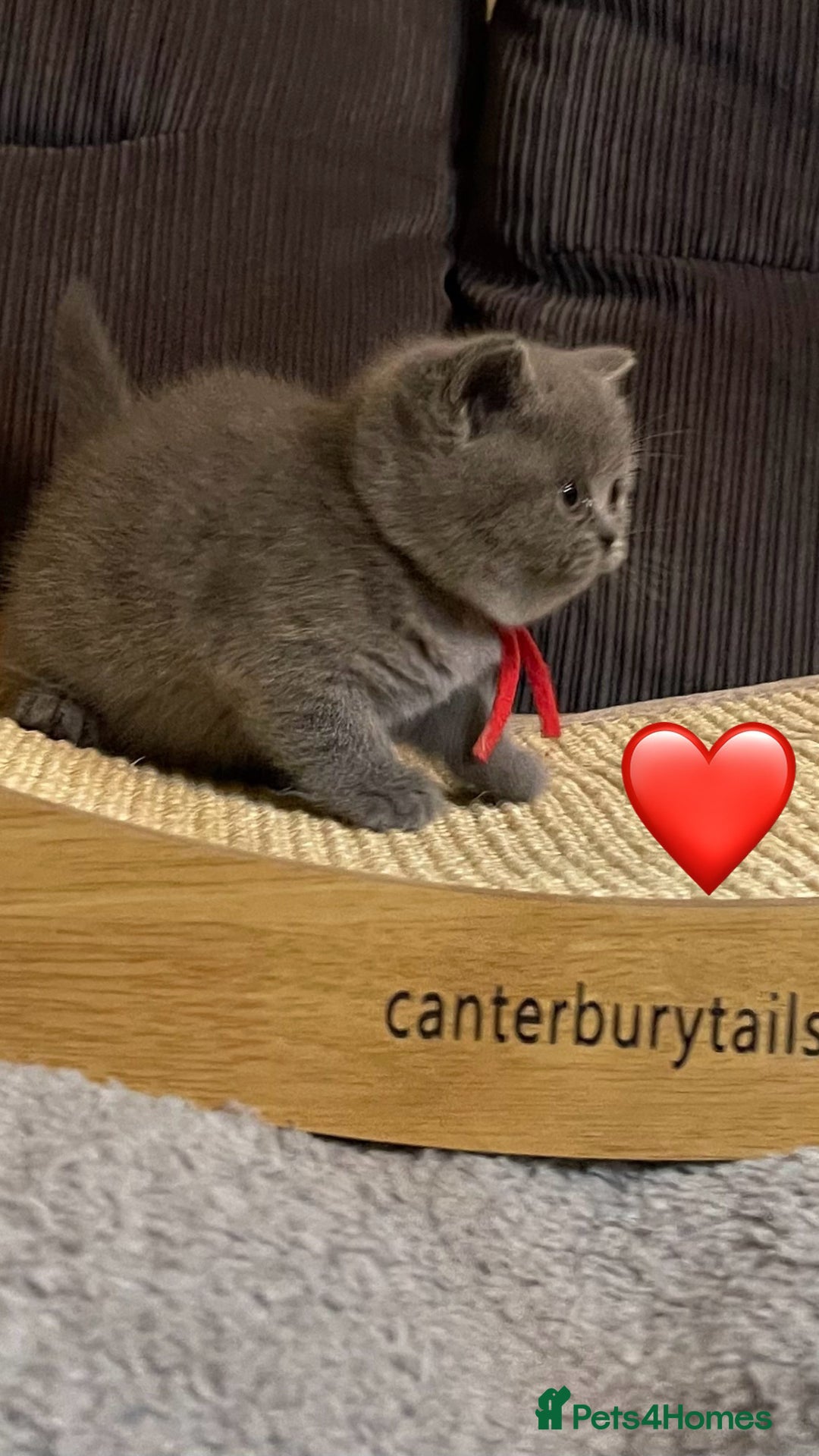 British Shorthair cats for sale: 1 Remaining Superior BSH Kittens GCCF Reg  - Advert 10