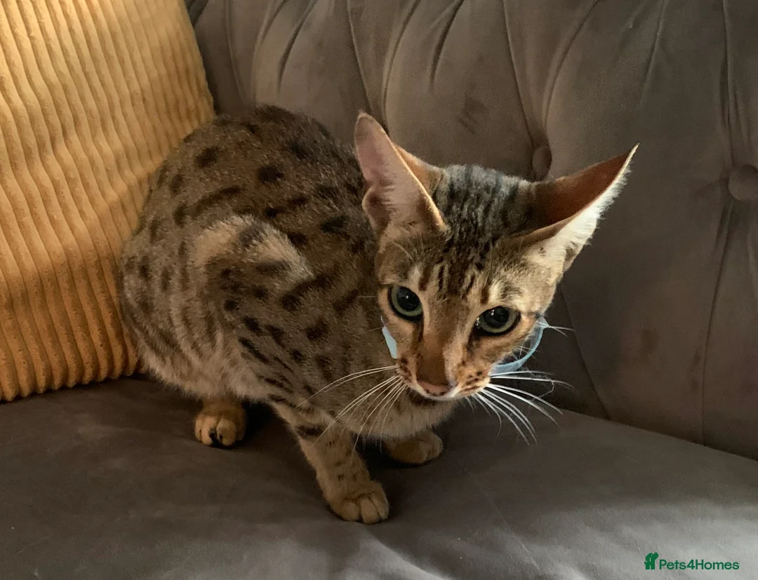 Savannah cats for sale: Savannah Cat, Female, 3 Years Old, F6, Indoor Cat - Advert 1
