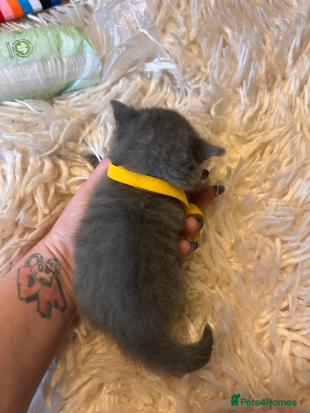 British Shorthair cats for sale: Pedigree British shorthair kittens - Image 11