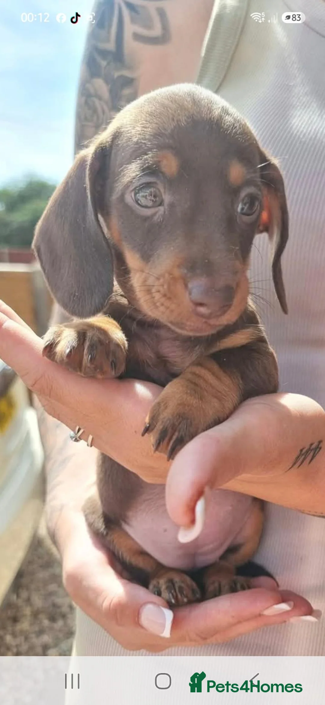 Miniature Dachshund dogs for sale: 2 miniature Dachshund puppies available  - Advert 8