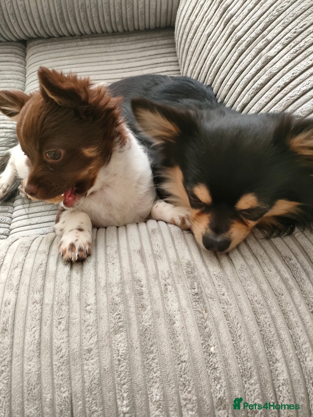 Chihuahua dogs for sale: Chihuahua puppies for sale - Advert 17