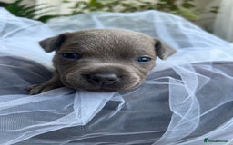 Staffordshire Bull Terrier dogs for sale: 🔷 Pharaon Champion Line Pups 🔷 in Wolverhampton - Image 29