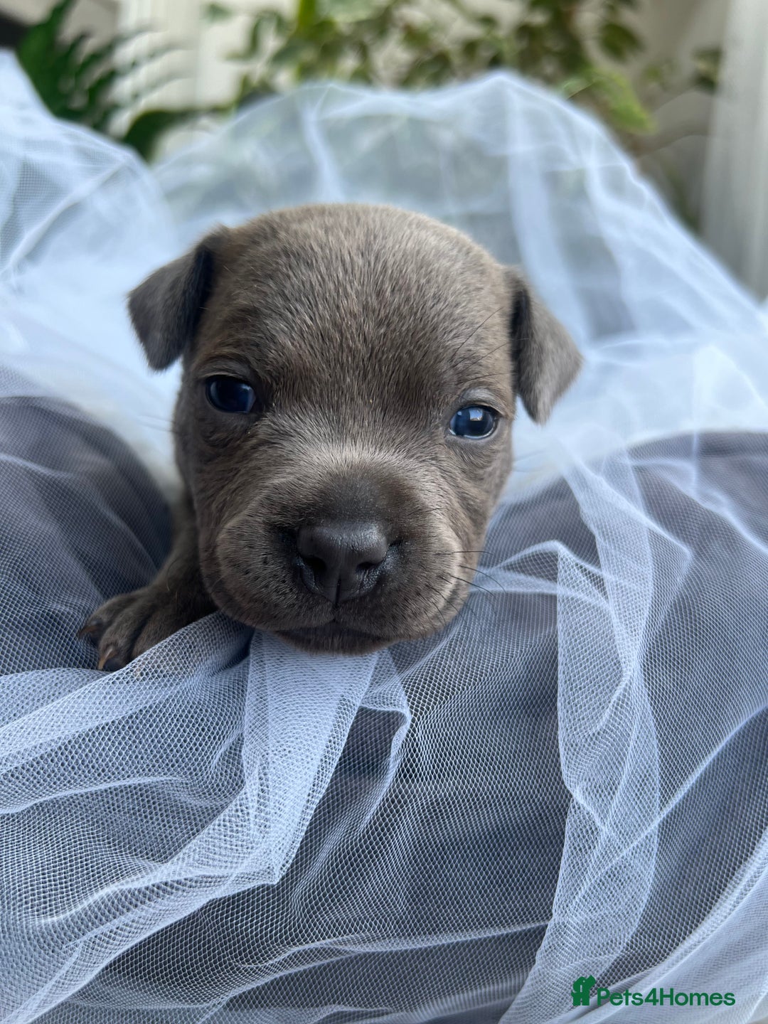 Staffordshire Bull Terrier dogs for sale: 🔷 Pharaon Champion Line Pups 🔷 in Wolverhampton - Image 29