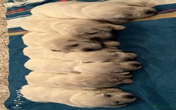 Golden Retriever dogs for sale: Chunky, cream pups - Image 30