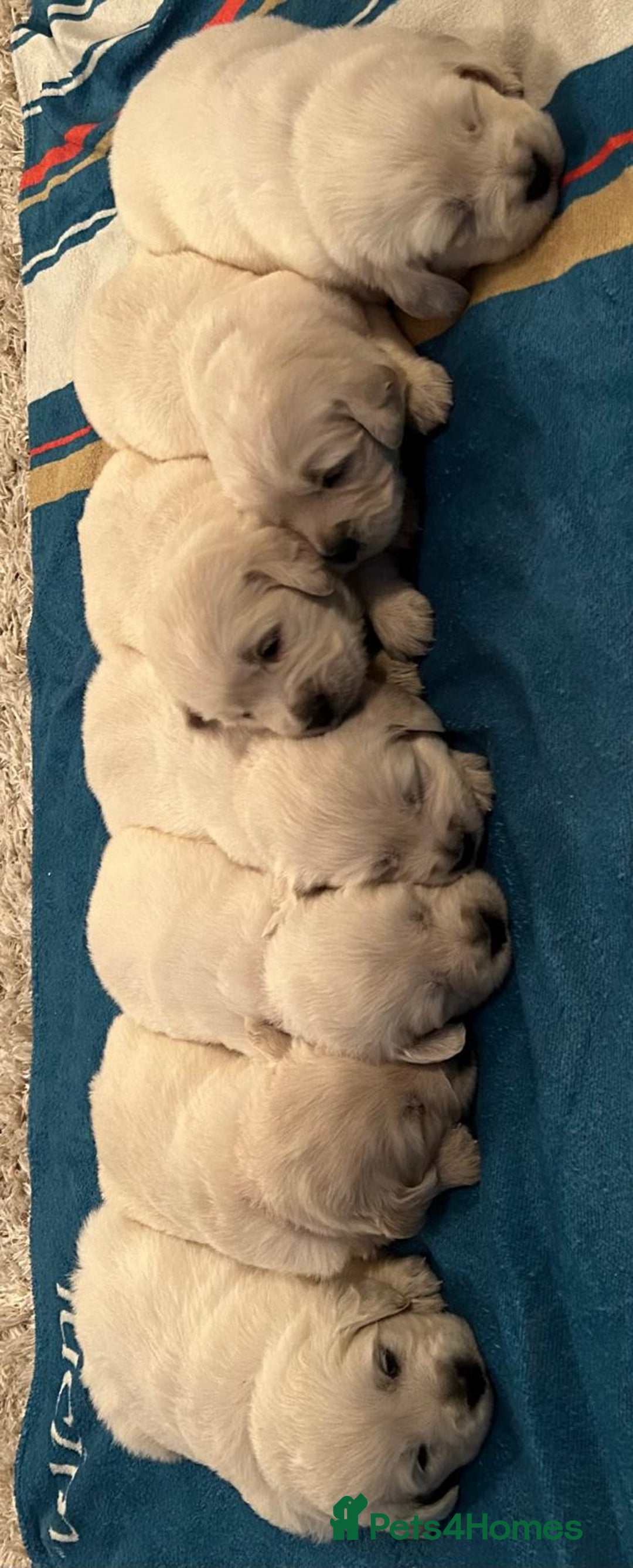 Golden Retriever dogs for sale: Chunky, cream pups - Image 30