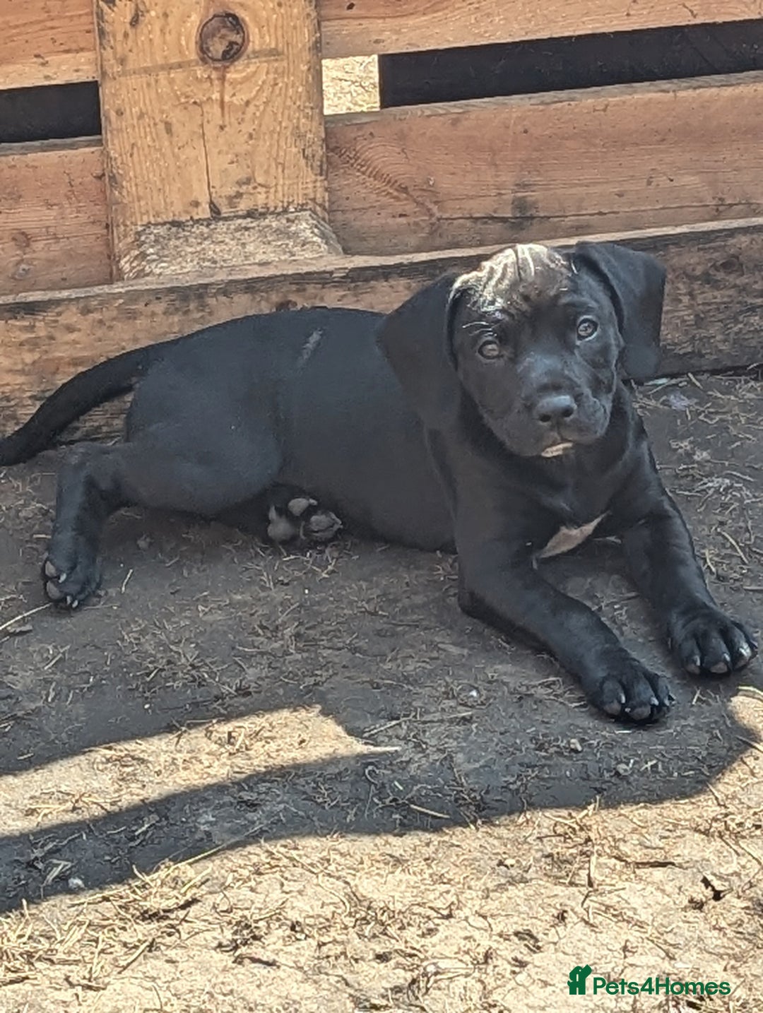 Mixed Breed dogs for sale: Lovely springer spaniel/Staffordshire bull terrier - Image 6