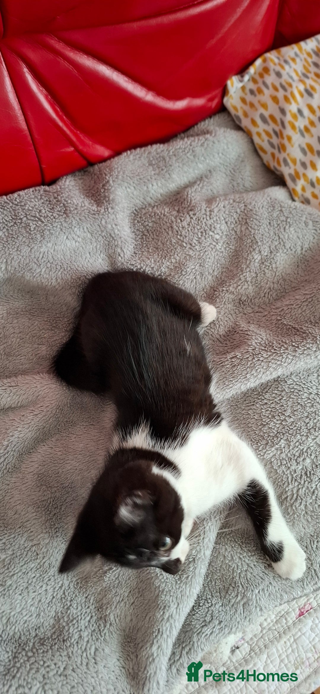 Mixed Breed cats for sale: Playful kitten looking for home - Image 8