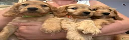 Cockapoo dogs for sale: 3 playful  F1  cockapoo boys ready to leave - Advert 19