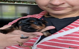 Yorkshire Terrier dogs for sale: Beautiful Yorkshire terrier puppies  - Image 5