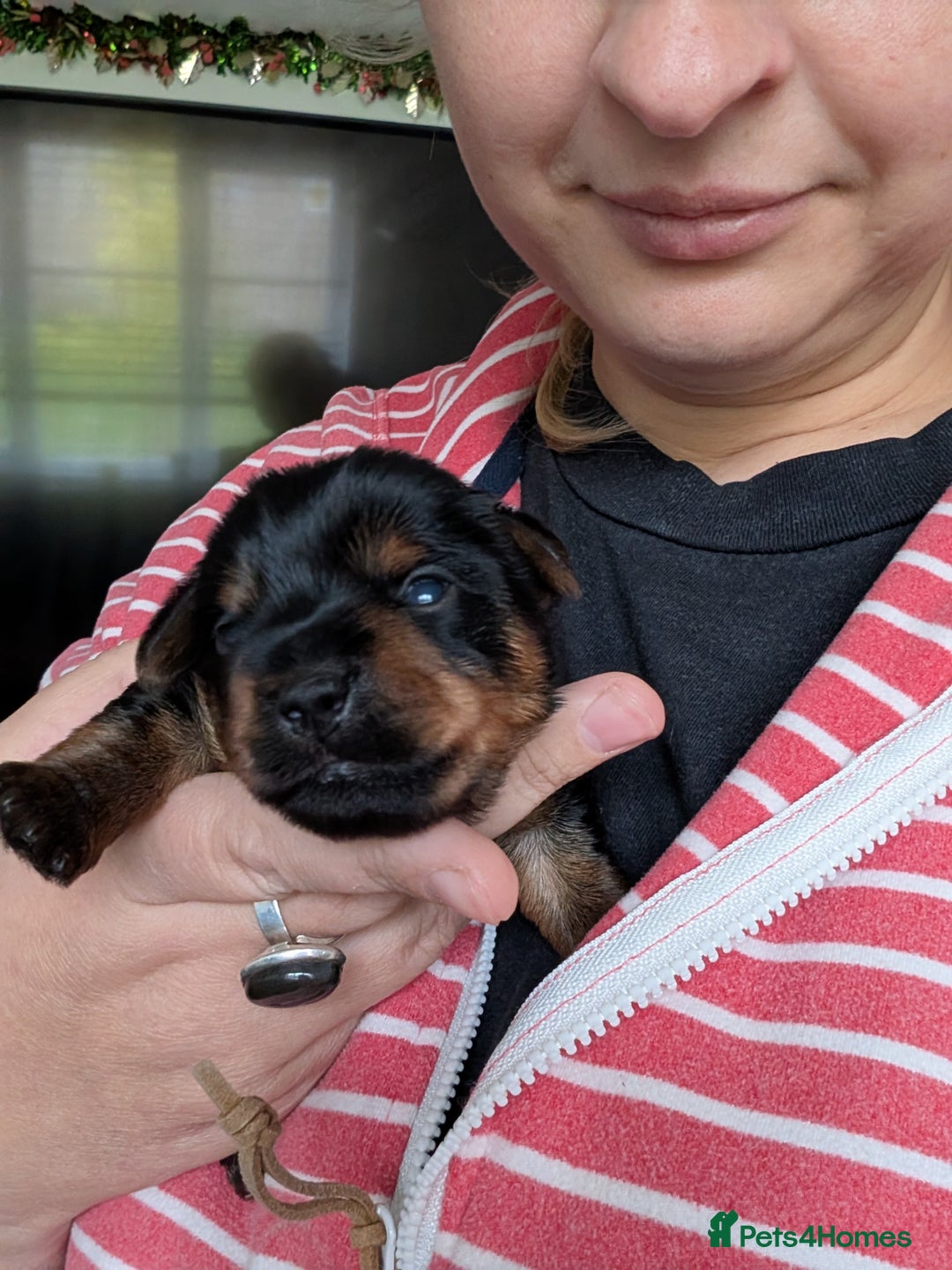 Yorkshire Terrier dogs for sale: Beautiful Yorkshire terrier puppies  - Image 5
