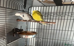Budgerigars birds for sale: Two budgies  - Image 1
