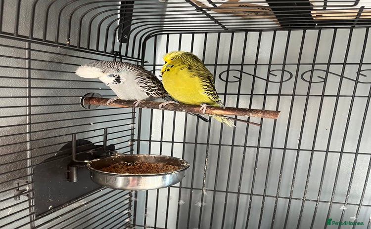 Budgerigars birds - Advert 1