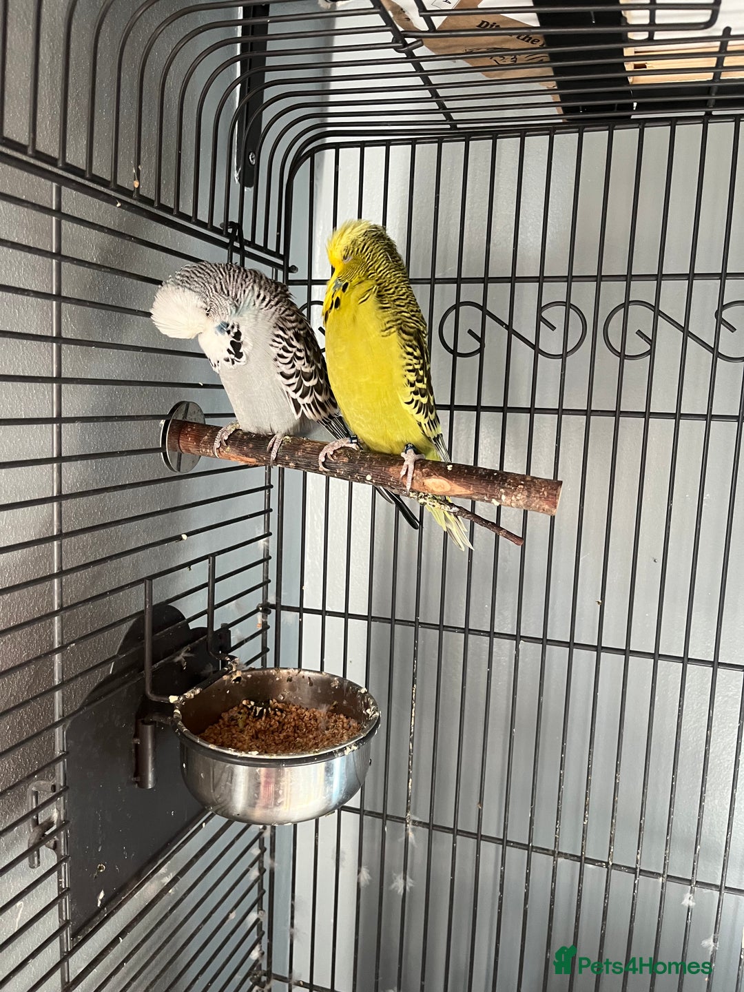 Budgerigars birds for sale: Two budgies  - Image 1