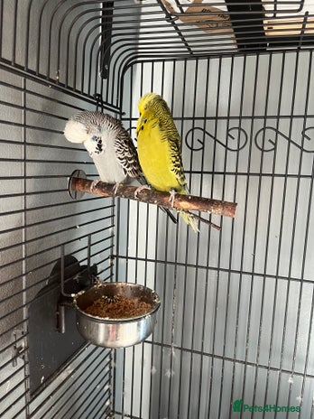 Budgerigars birds - Advert 1