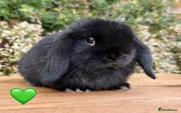 Mini Lop rabbits for sale: Beautiful friendly Mini lops babies x 2 - Image 2