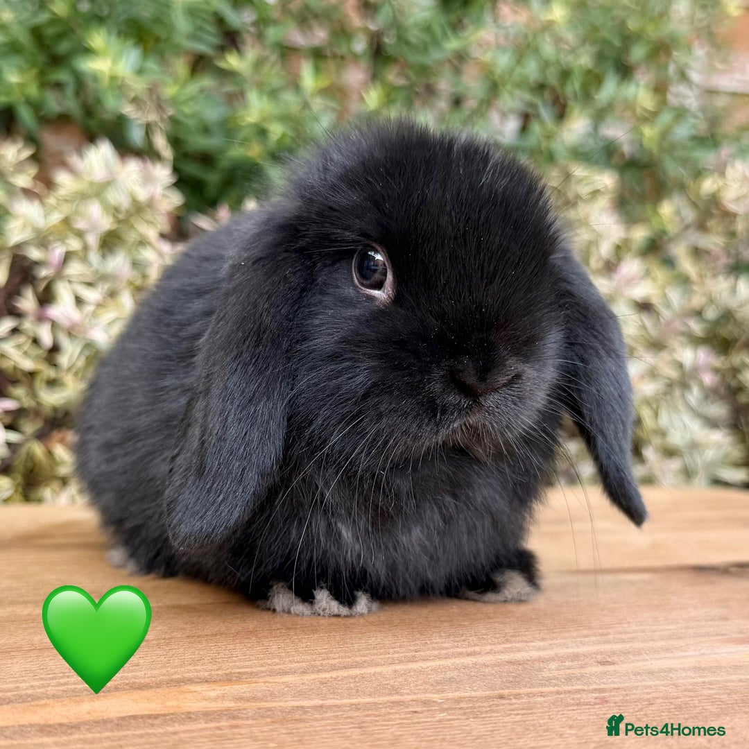 Mini Lop rabbits for sale: Beautiful friendly Mini lops babies x 2 - Image 2