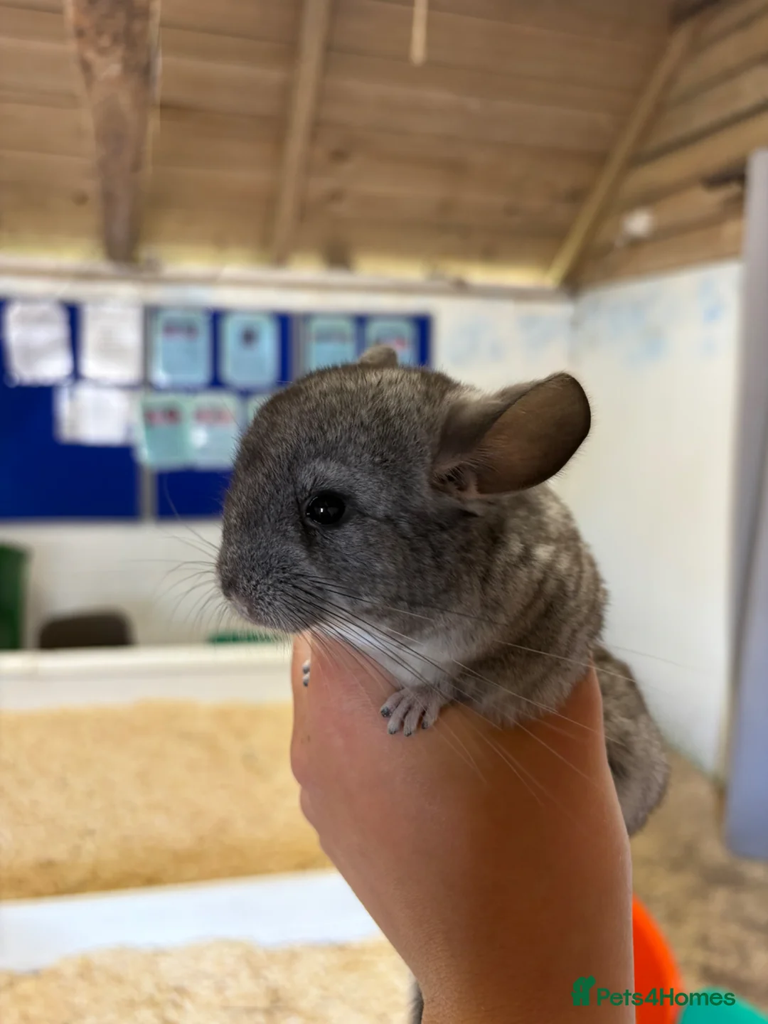 Chinchilla rodents for sale: Beautiful Baby Chinchilla - Advert 2