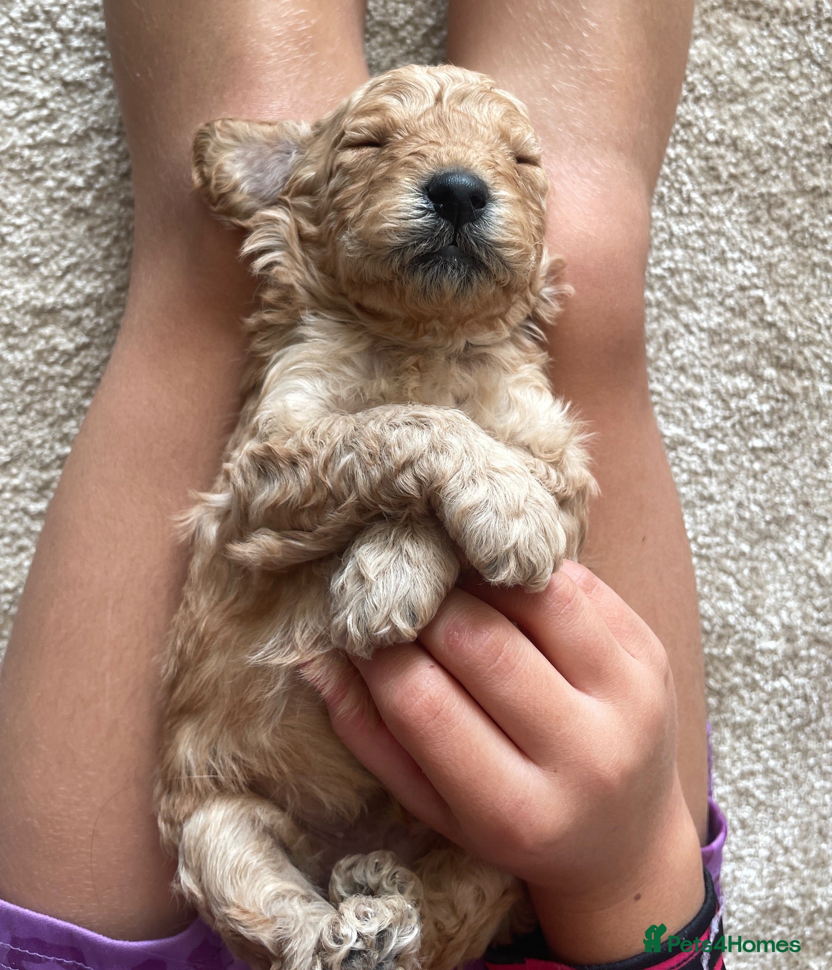 Cockapoo dogs 5⭐️Cockapoo Apricot, Red. Clear genetics & Health - Advert 1