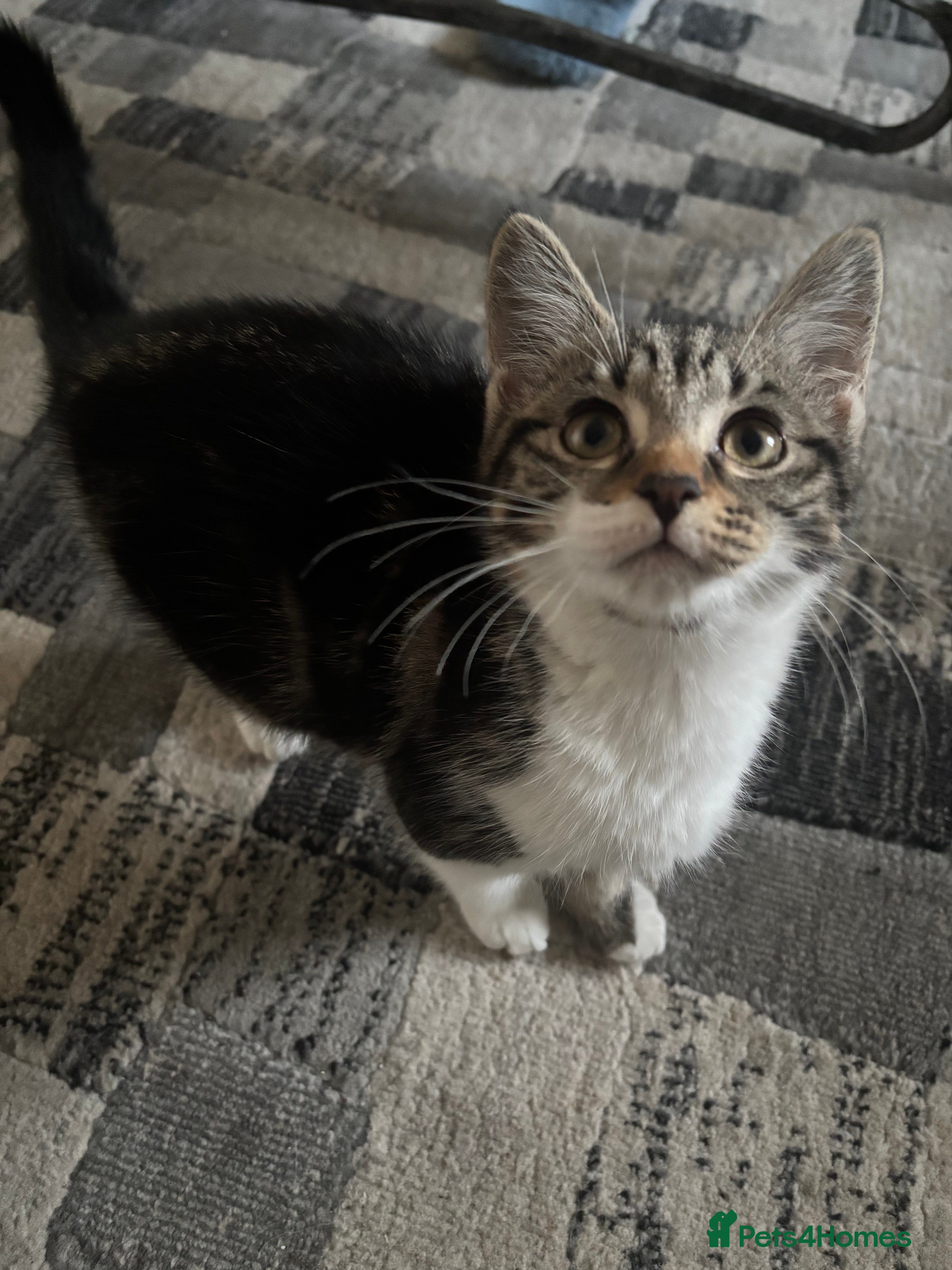 Mixed Breed cats Female - Advert 1