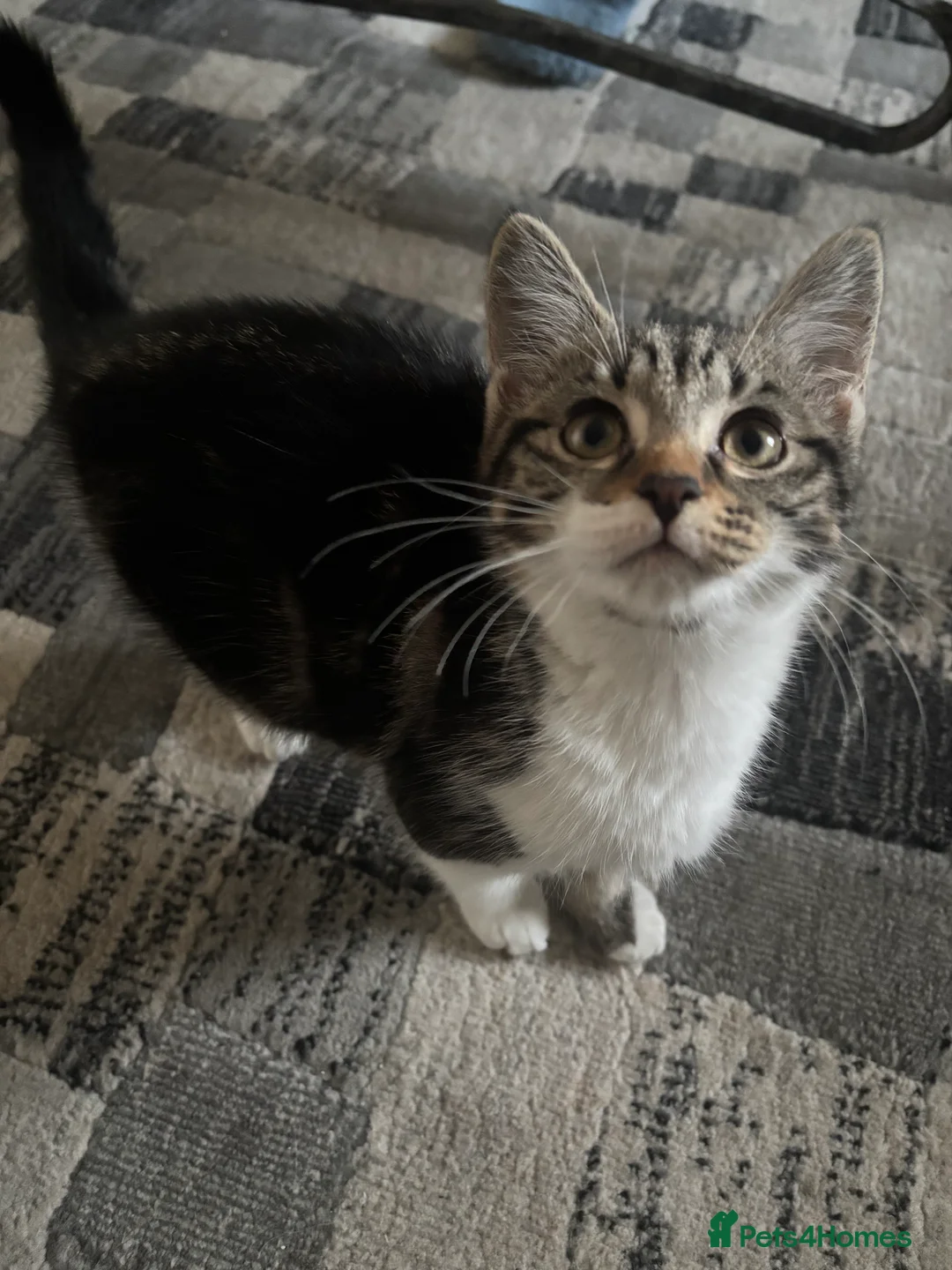 Mixed Breed cats for sale: Female - Advert 1