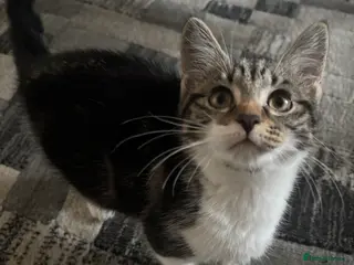 Mixed Breed cats Female - Advert 1