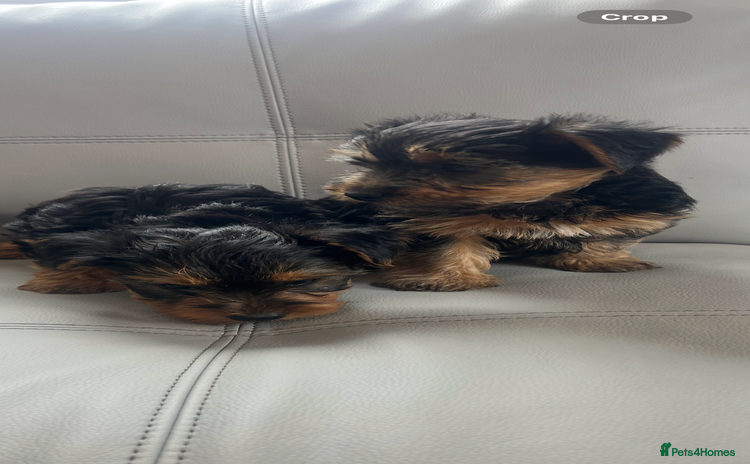 Yorkshire Terrier dogs - Advert 8