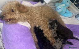Miniature Poodle dogs for sale: POODLE 🐩 QUALITY MINIATURE PUPPIES 🐶  - Image 9