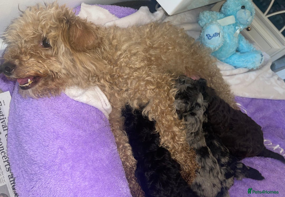 Miniature Poodle dogs for sale: POODLE 🐩 QUALITY MINIATURE PUPPIES 🐶  - Image 9