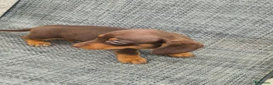 Dachshund 2