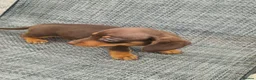 Dachshund dogs for sale: Dachshund puppies 8wks - Advert 22