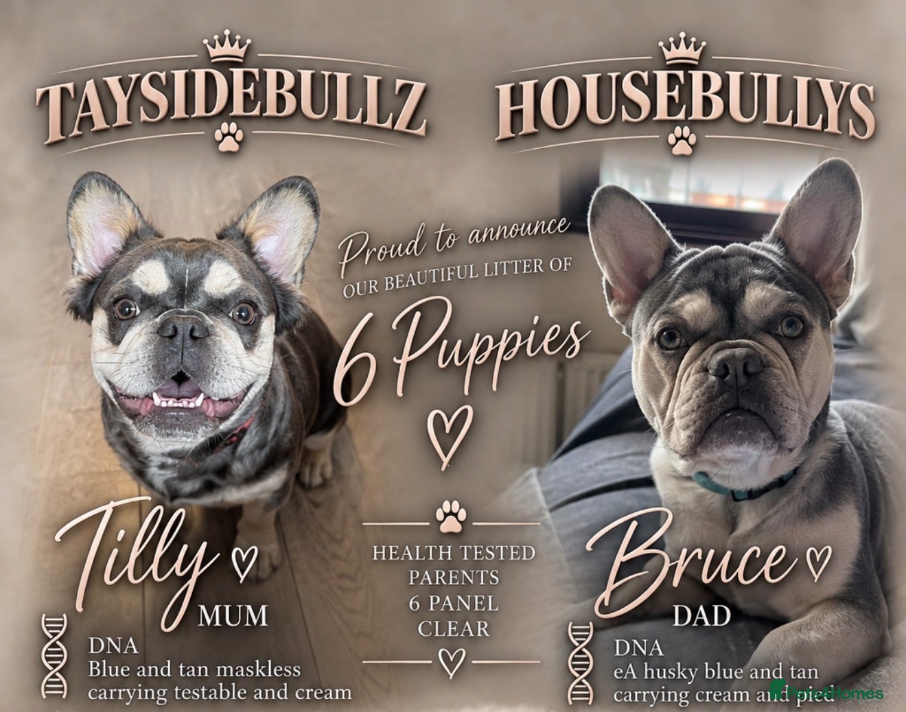 French Bulldog dogs Amazing quality French bulldog puppies  - Advert 1