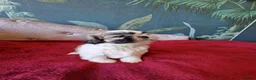 Shih Tzu dogs for sale: Miniature Shih-tzu's  - Advert 11