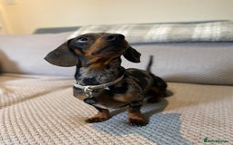 Dachshund dogs for sale: 2 year old dachshund  - Image 3