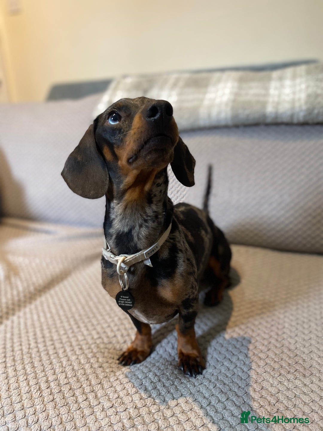 Dachshund dogs for sale: 2 year old dachshund  - Image 3
