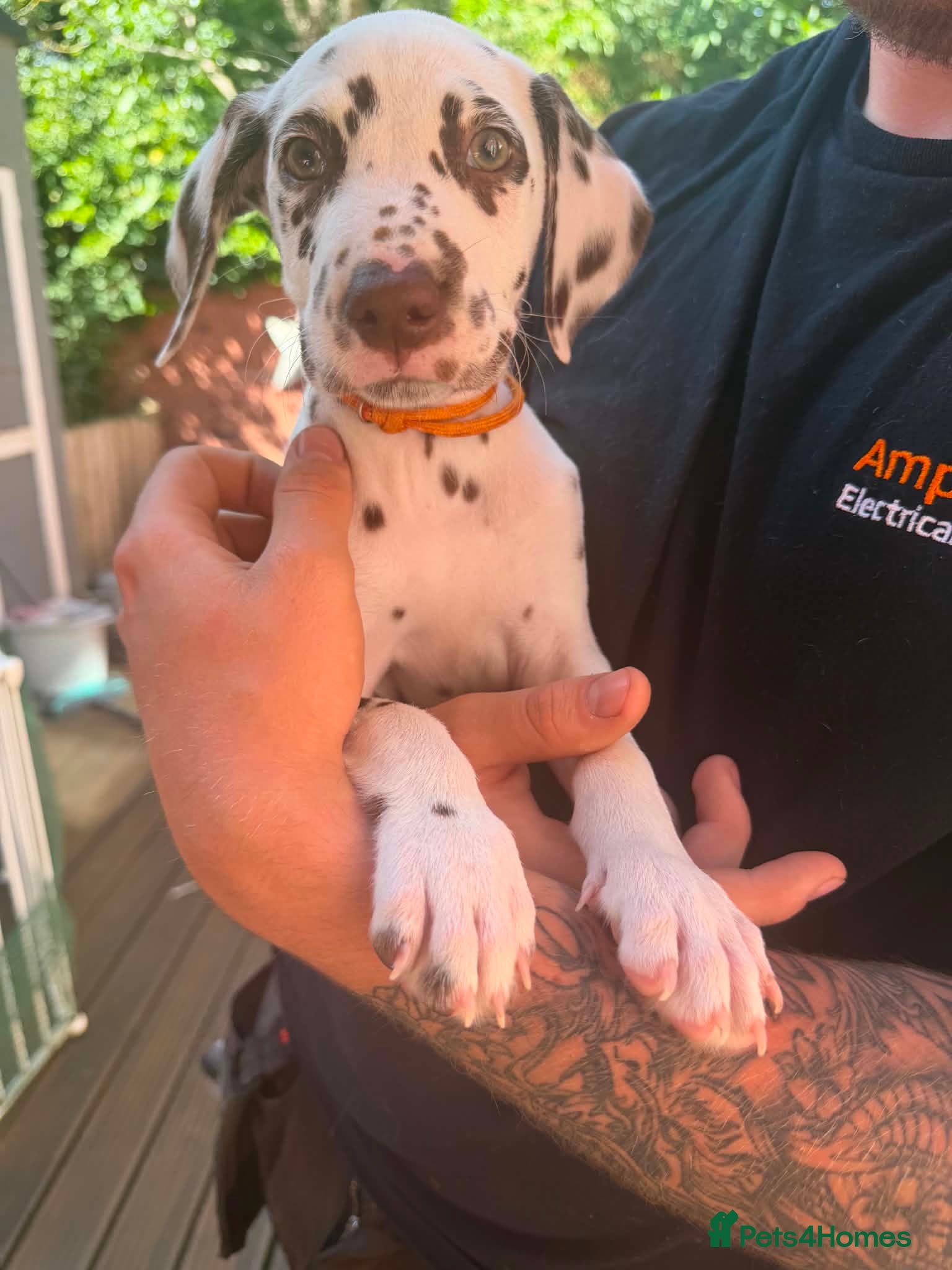 Dalmatian dogs Dalmation puppies 2 Left  - Advert 7