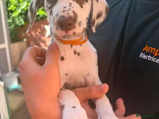 Dalmatian dogs Dalmation puppies 2 Left - Advert 7