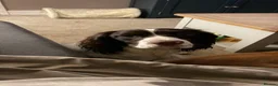 English Springer Spaniel dogs for stud: Proven KC registered Springer Spaniel for stud - Advert 5