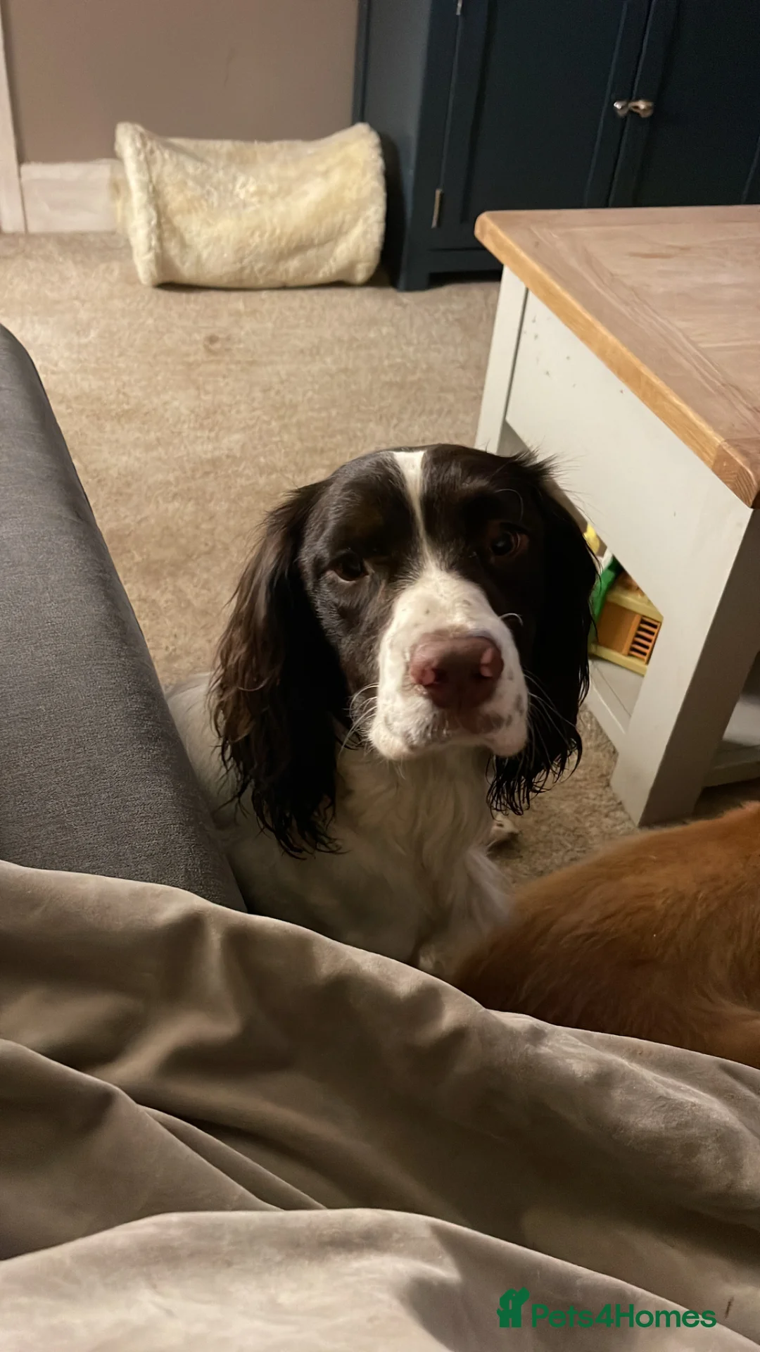 English Springer Spaniel dogs for stud: Proven KC registered Springer Spaniel for stud - Advert 5