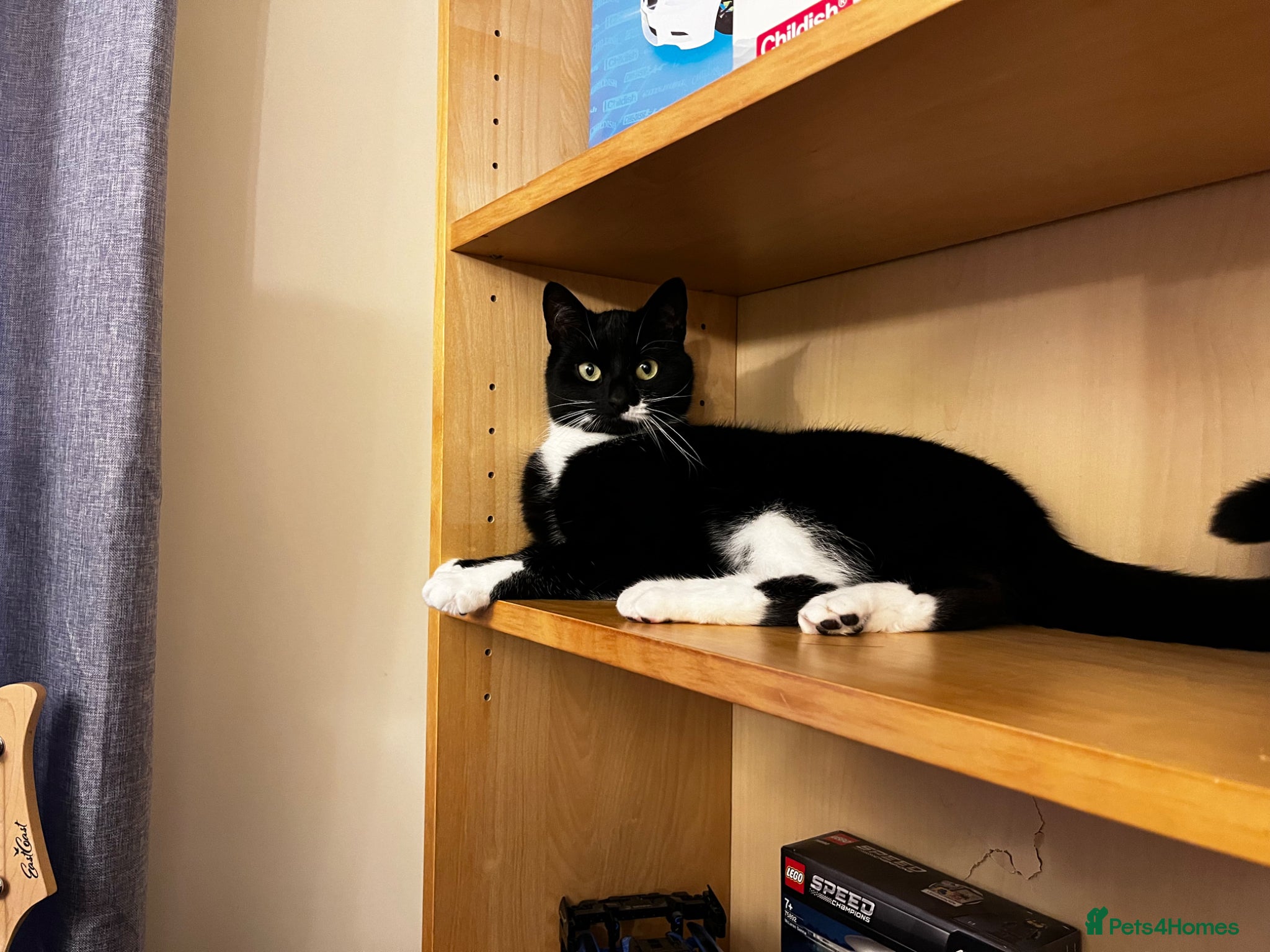 British Shorthair cats 4 YO Female Cat Looking for a Loving New Home - Advert 2