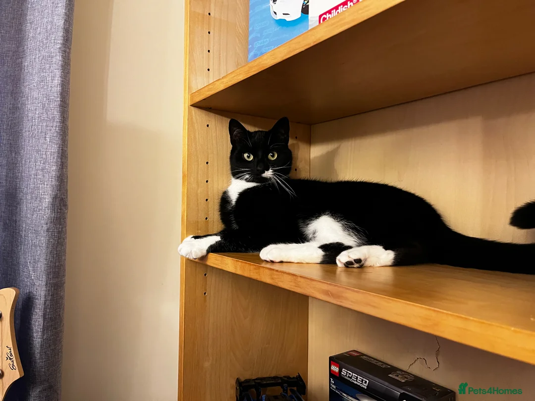 British Shorthair cats for sale: 4 YO Female Cat Looking for a Loving New Home in Sheffield - Advert 1