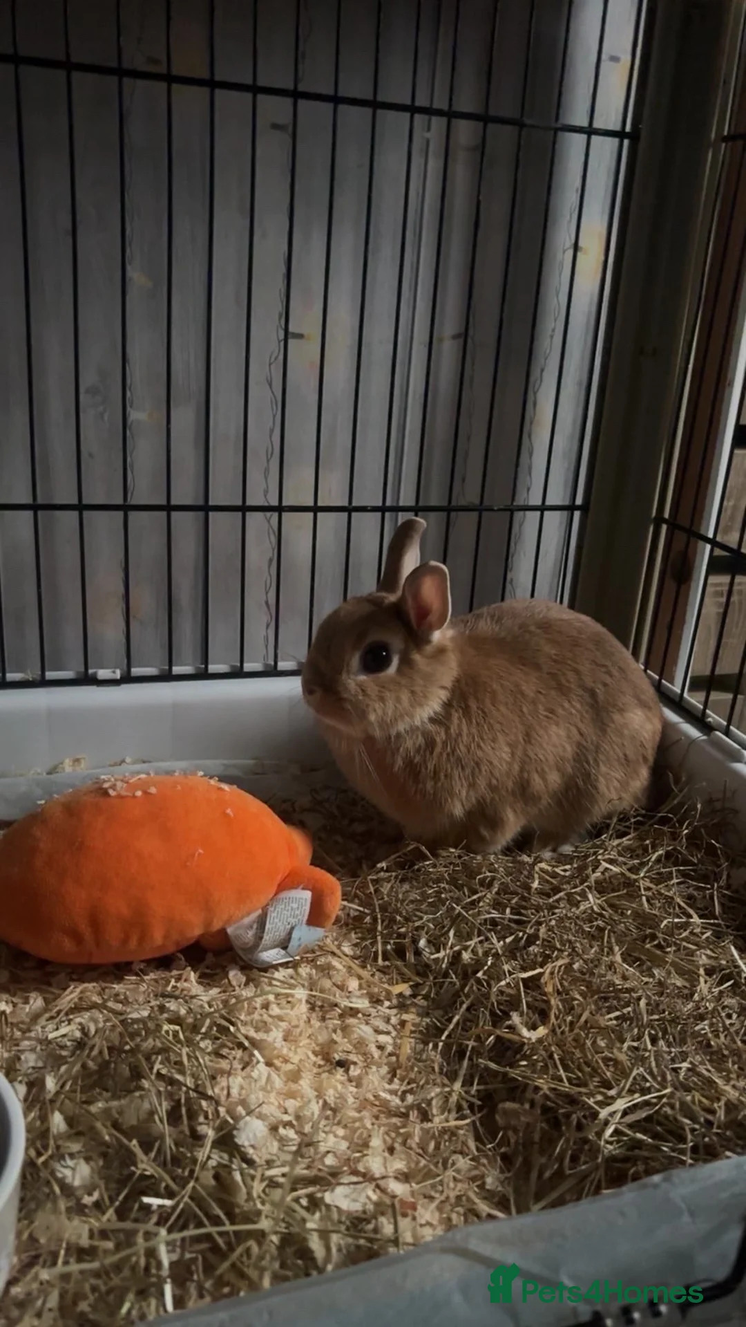 Mixed Breed rabbits for sale: Norwegian Dwarf Female in Stoke-on-Trent - Advert 3