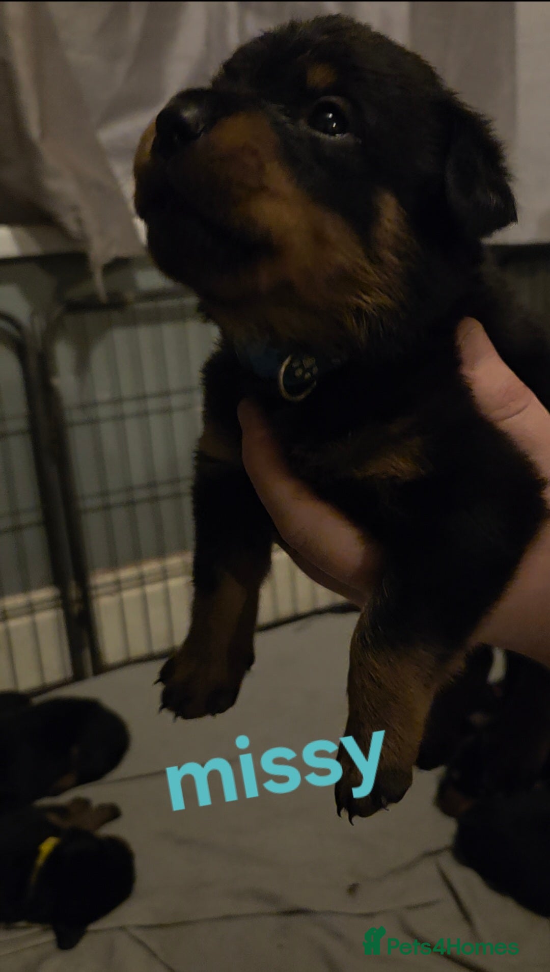 Rottweiler dogs for sale: Rottweiler puppies - Advert 39