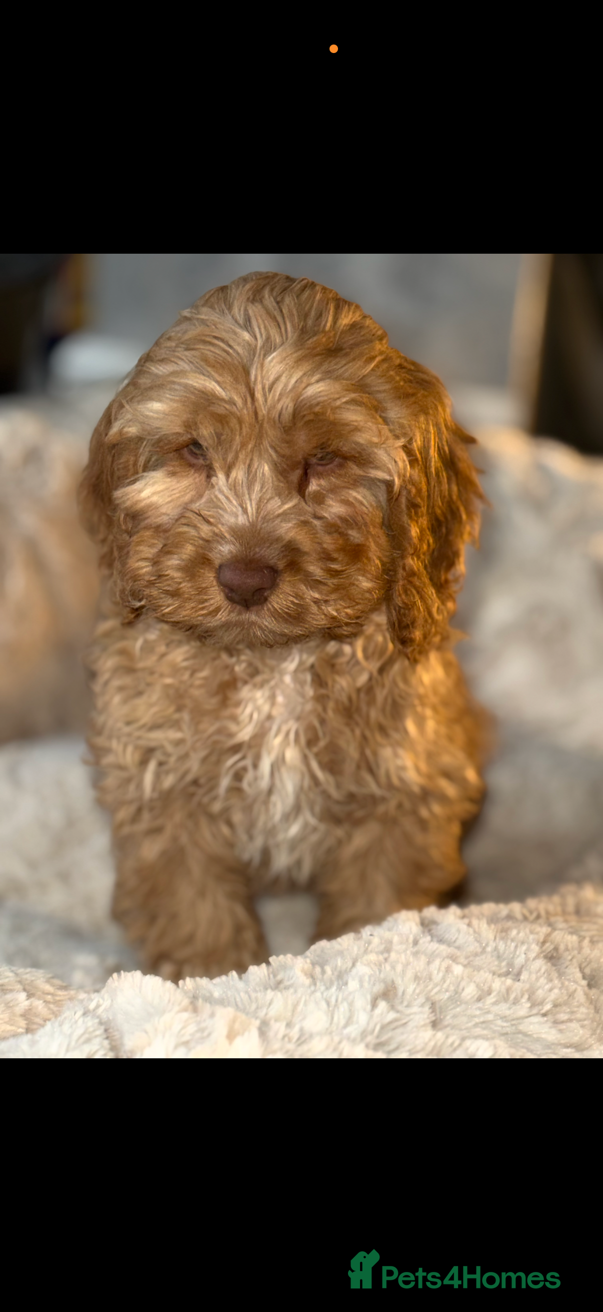 Cockapoo dogs Quality Cockapoo Puppies - Ready Now - Advert 1