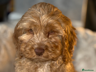 Cockapoo dogs Quality Cockapoo Puppies - Ready Now - Advert 17